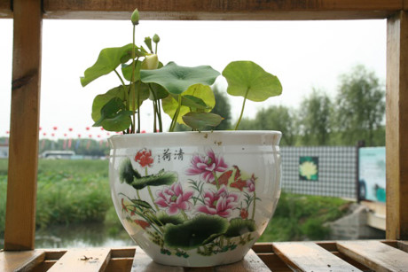 Cach trong hoa sen mini Nhat du sac mau cho nha thom ngat, ruc ro ngay he - Anh 4