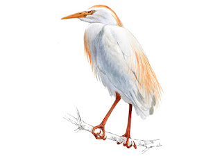 https://www.xeno-canto.org/sounds/uploaded/JPBSNBUUEF/XC274826-Cattle%20Egret%2C%2026.08.%2C%20roost.mp3