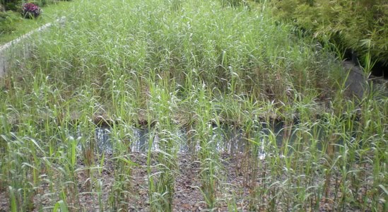 Wetland: The Green Technology | AirLimbahKu
