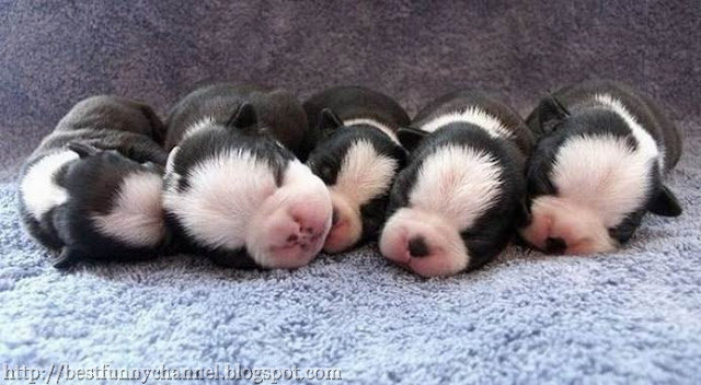 Five sleeping puppies. 