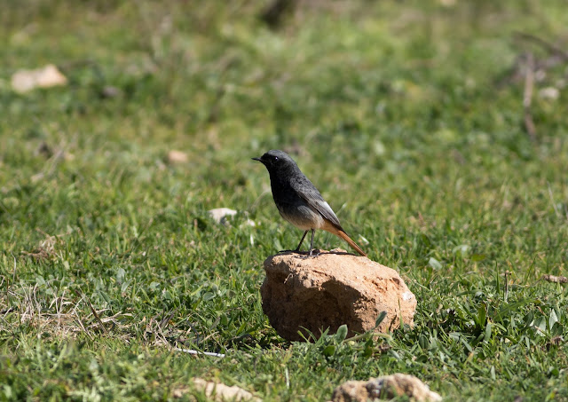 Black Redstart - Boquer Valley - Mallorca Black Redstart - Boquer Valley - Mallorca