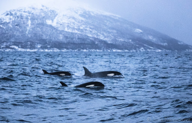 les orques de Norvège libres et sauvages