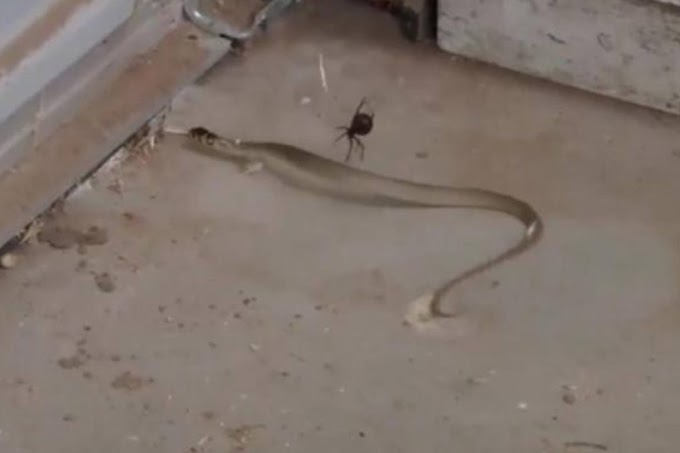 AUSTRALIANA FLAGRA BATALHA MORTAL ENTRE ARANHA E COBRA: VENENOSAS