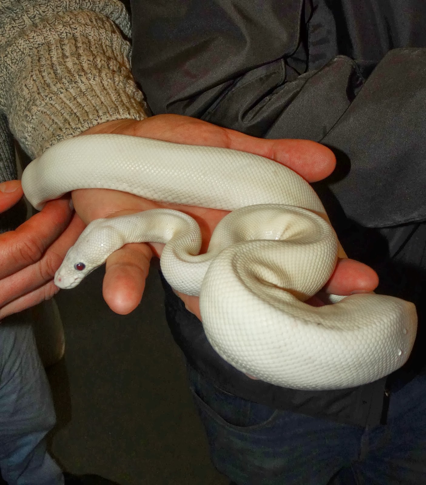 Reptiles Amphibians & Fish: WHITE (LEUCISTIC) ROYAL PYTHON - Python regius