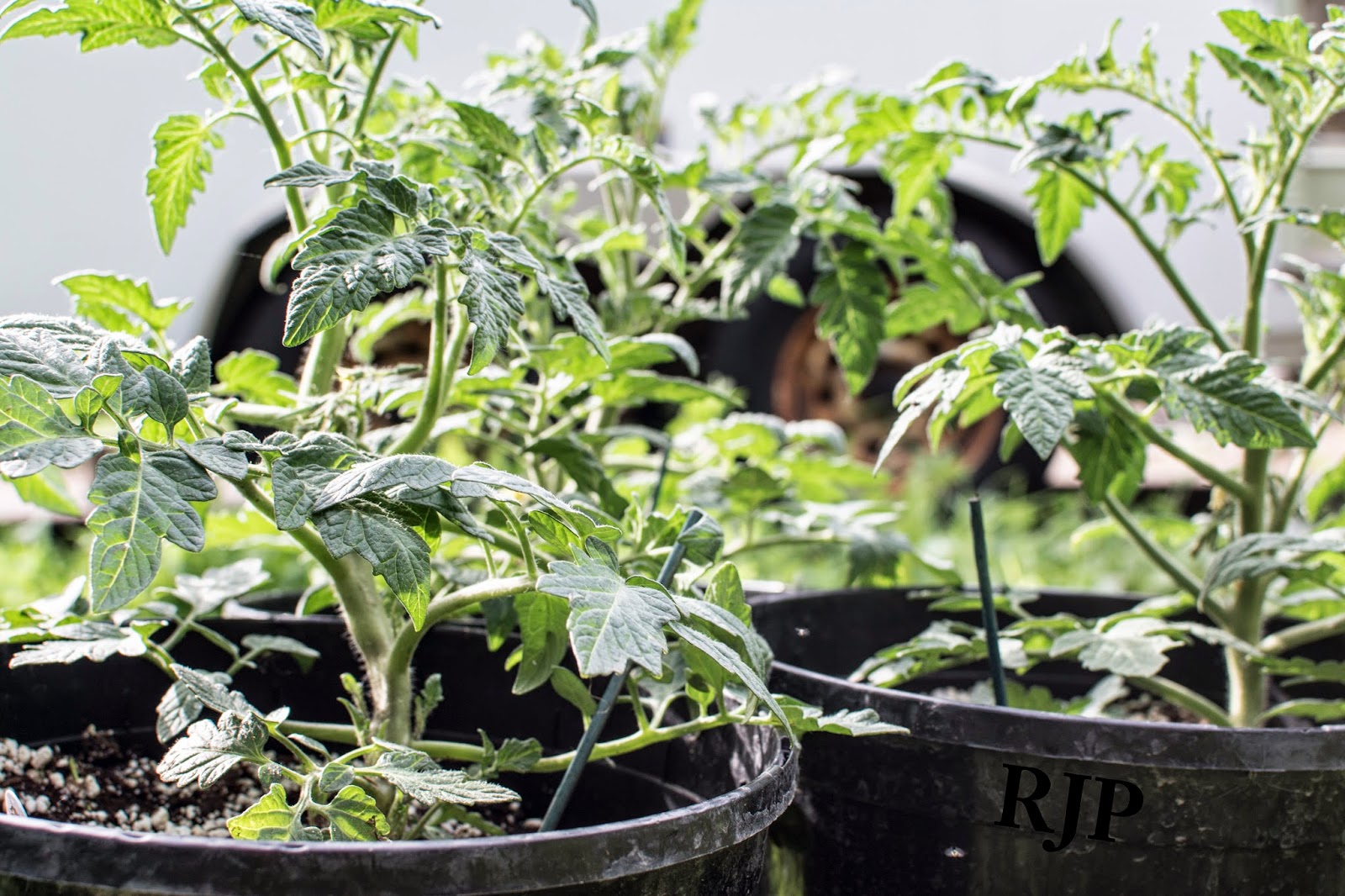 Patio Tomatoes: These tomatoes can grow in the pot all season. Photo: Reed Petersen