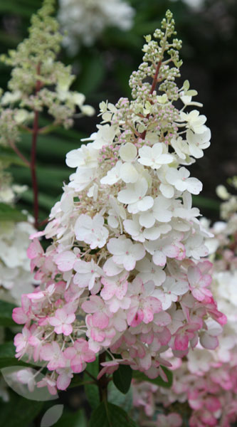 Hortensia - AGM - Hydrangea paniculata Pinky-Winky ('Dvppinky')