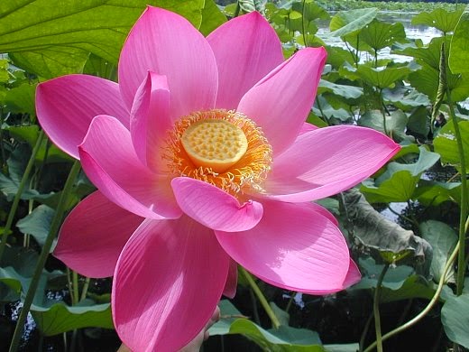 Jual Bibit Bunga Seroja  Import Lotus Pink Kebun Bibit 