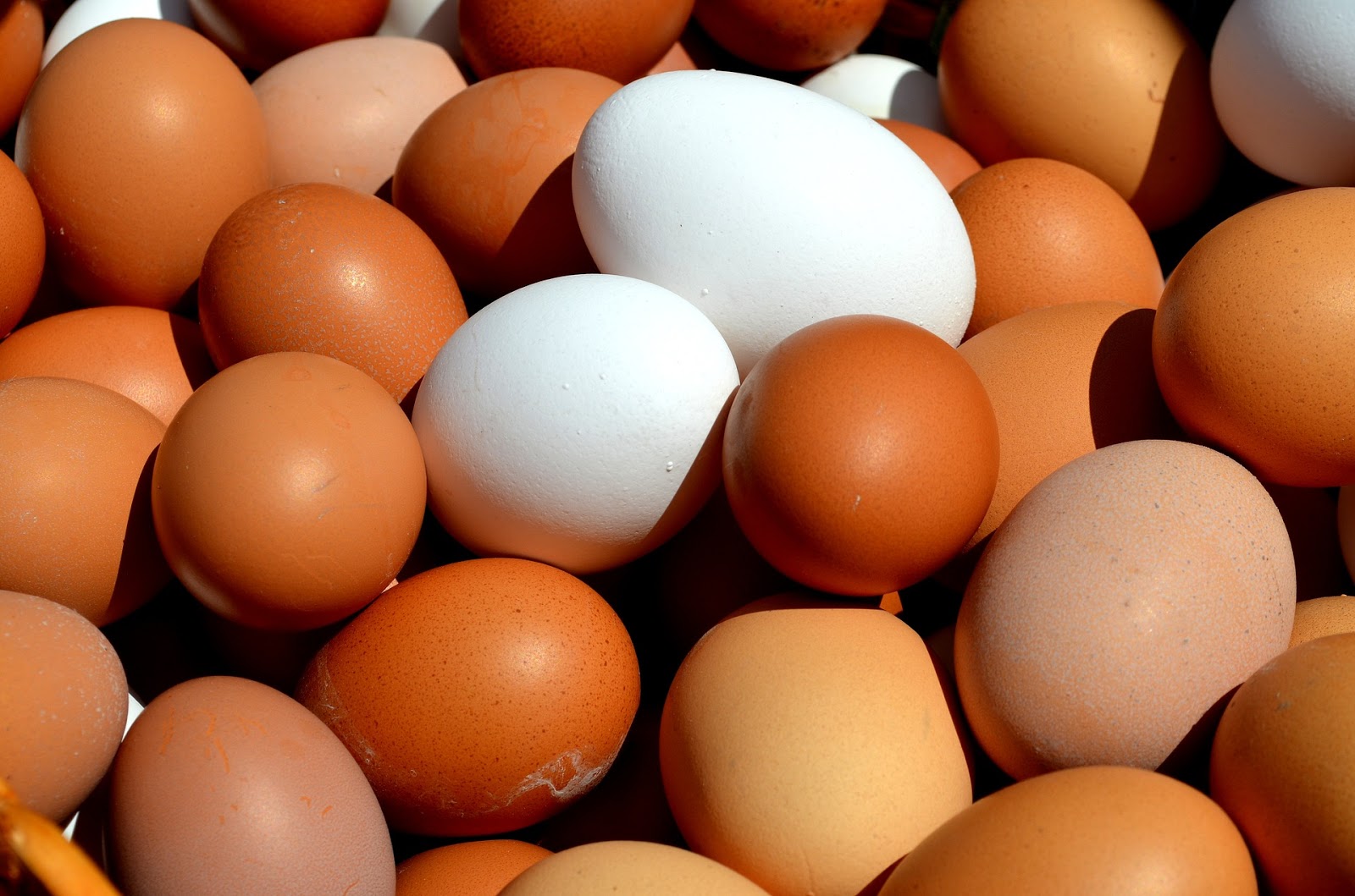 Ask a Poultry Farmer: Egg production lighting and molt Ask a Poultry Farmer: Egg production lighting and molt