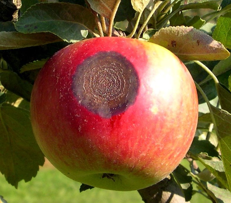 Tree Fruit Disease Update Increasing bitter rot pressures