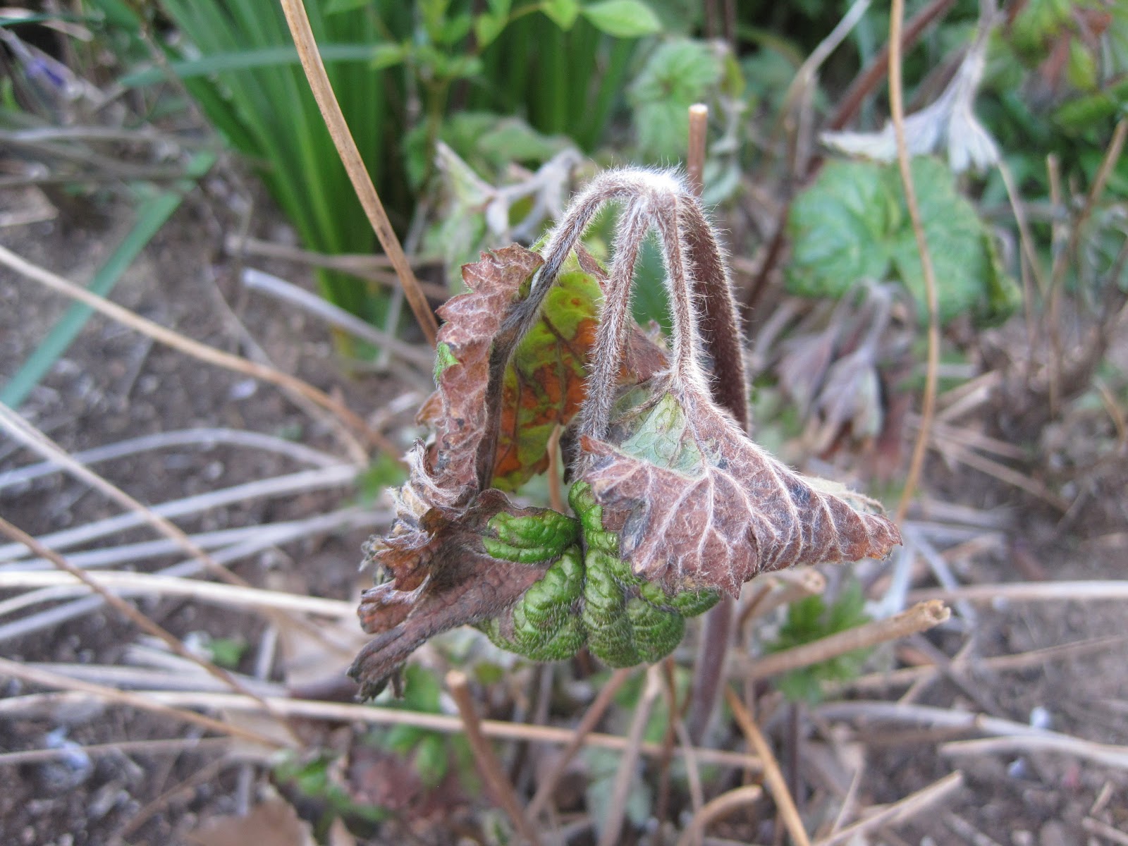 In and Out of My Garden It�s Still March=Frost Damage