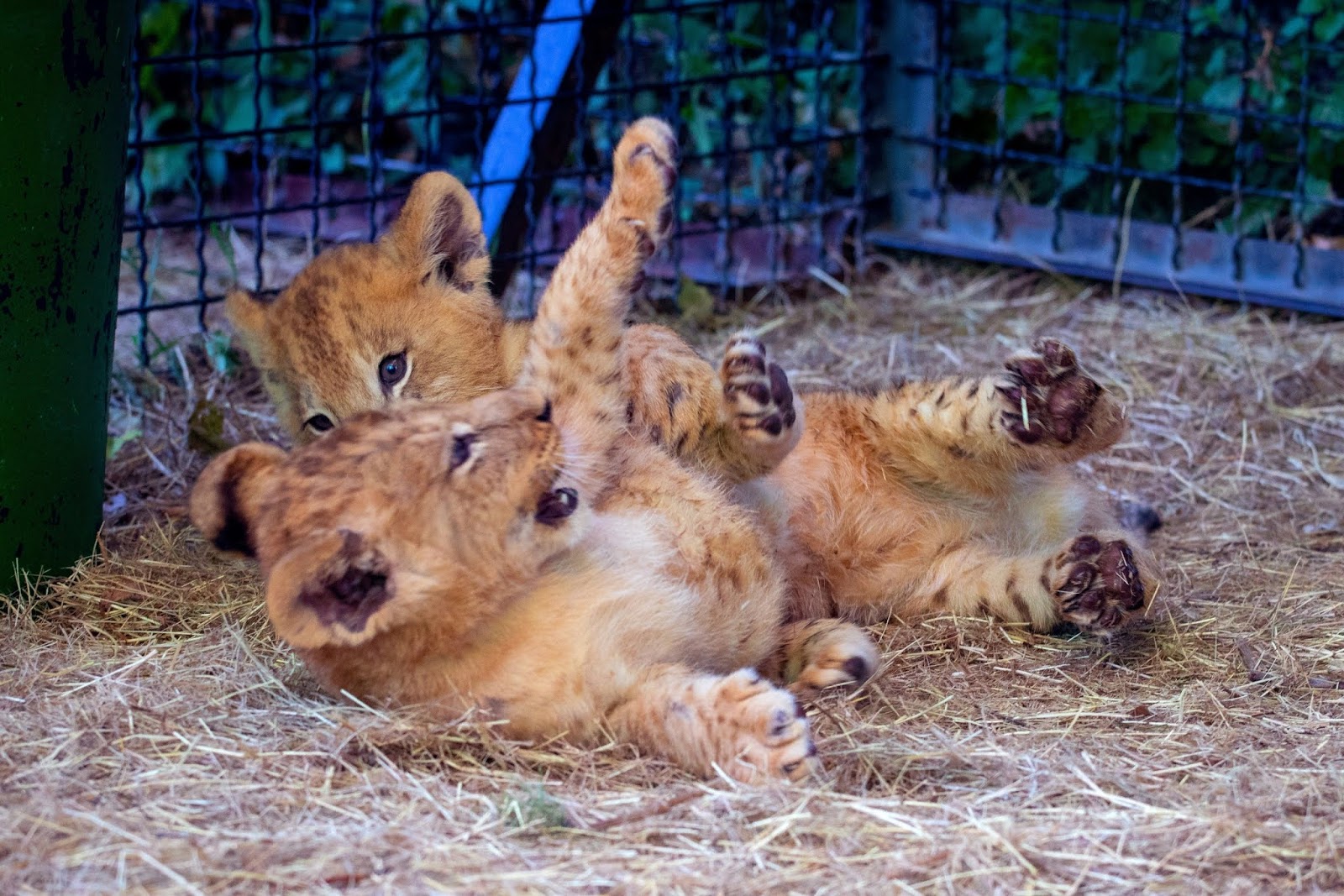 лев малыш тайган фото. тигр укусил ребенка в тайгане. портрет лев малыш парк тайган. лев малыш тайган. парк тайган возникновение.