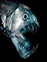 deep sea creatures weirdest ocean fish deepest parts fangtooth light