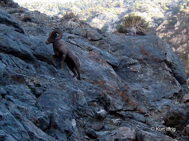 The East Fork is probably the best place to see Nelson Bighorns in all of the San Gabriels. A large ram near the Bridge To Nowhere. Sometimes you can hear them fighting each other from miles away.