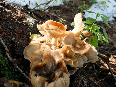 Nine Photos of of Mushrooms We Saw on the Pacific Creast Trail to Lake Valhalla 