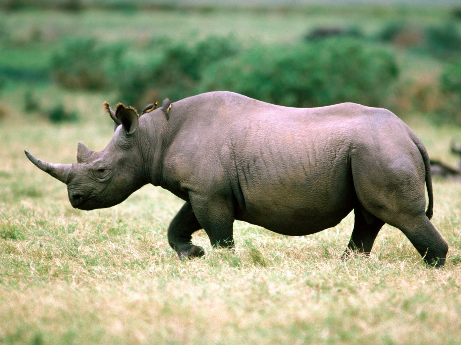 Kid s Animal Facts Rhinos Kid s Animal Facts Rhinos