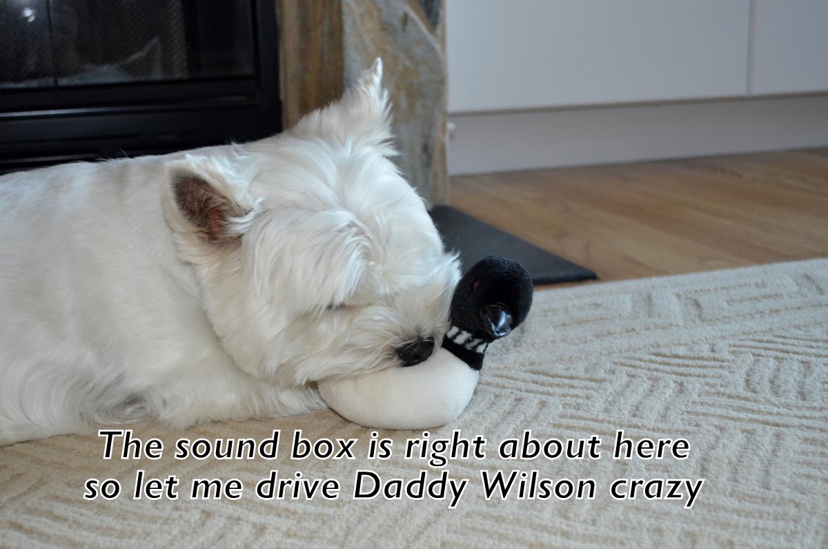 Westie Julep Crazier Than A Loon