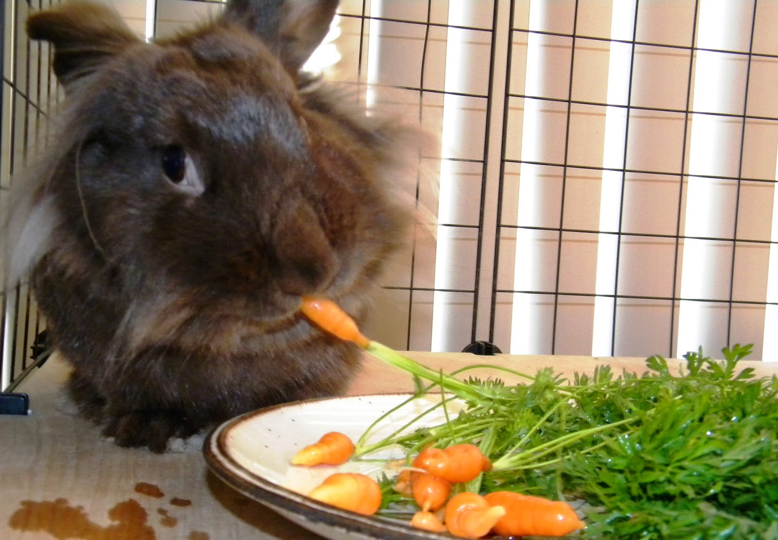 Can rabbits eat carrot leaves?