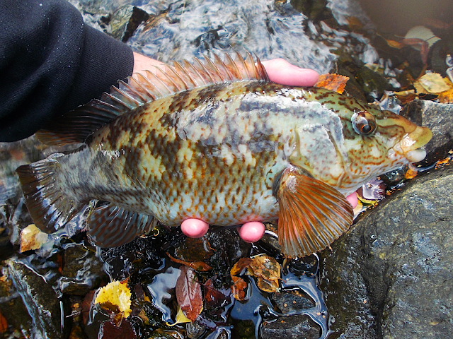 Ballan Wrasse Wrasse