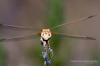 Odonata