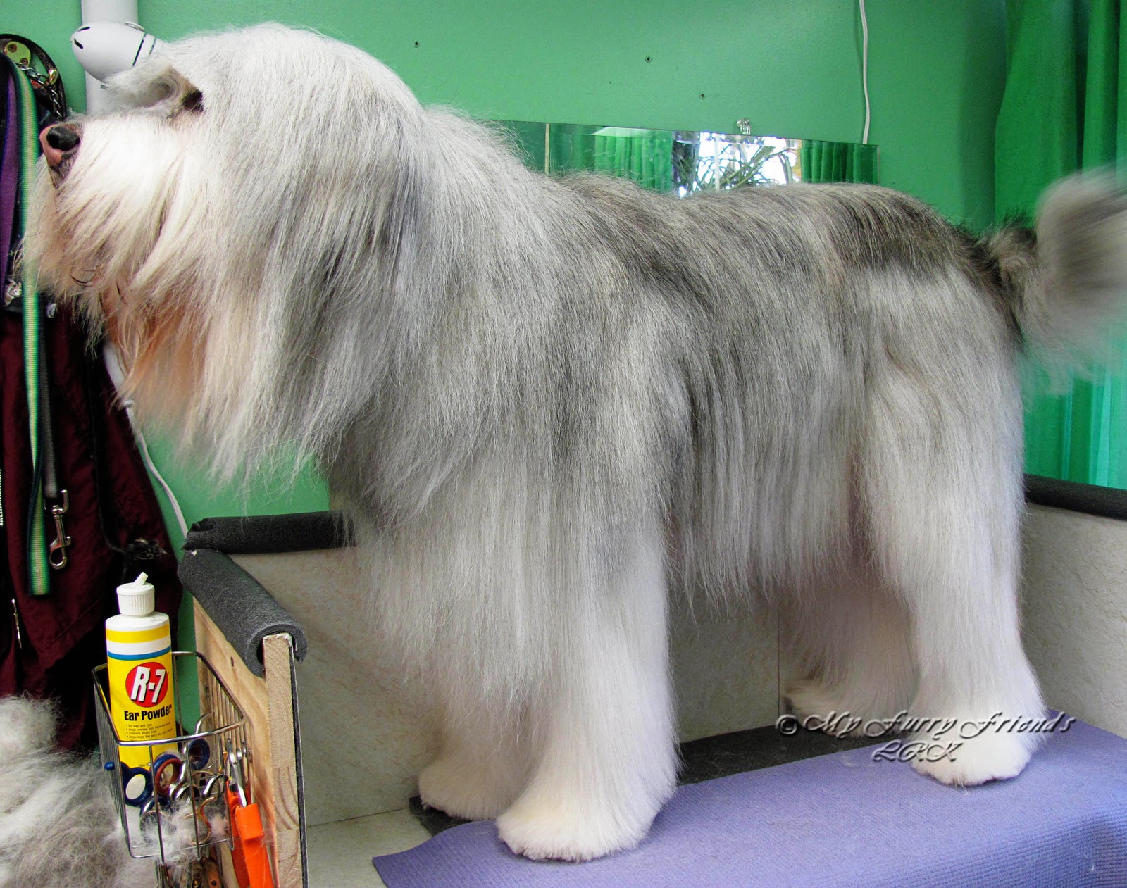 Pet Grooming The Good, The Bad, & The Furry Thinning the Coat on a