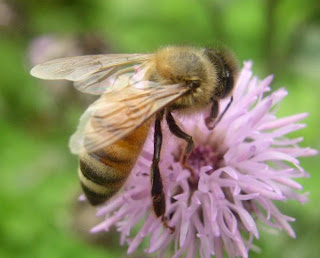 Pollinators: Official State Insects