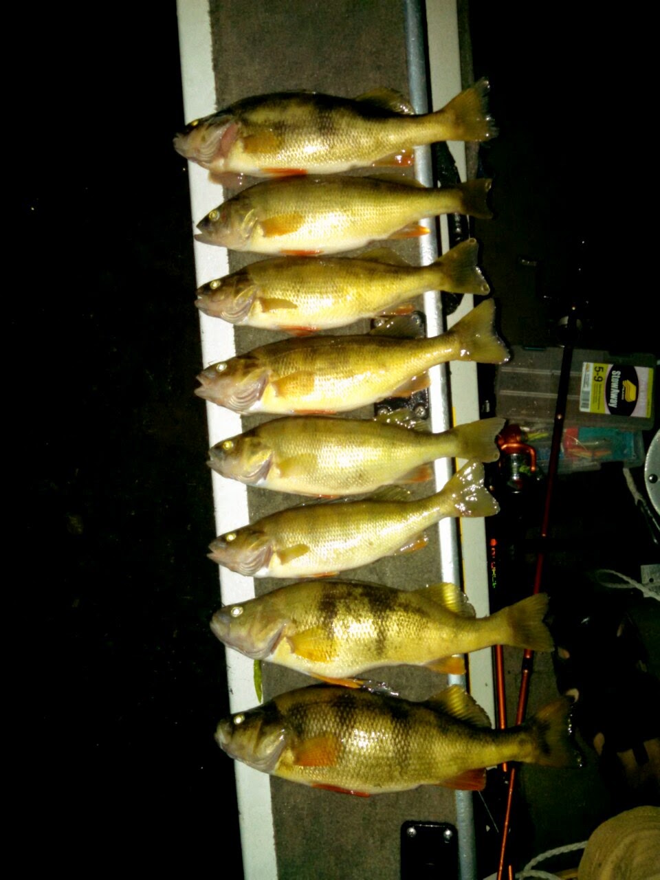 Wisconsin Fishing Reports Lake Gogebic Perch Fishing wisconsin-fishing-reports-lake-gogebic-perch-fishing