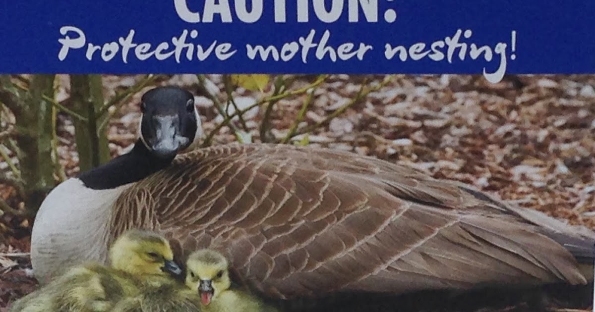 Goose Control and Herding Dogs Spring Wild Canada Geese Control