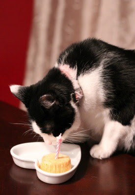 Cat cake recipes