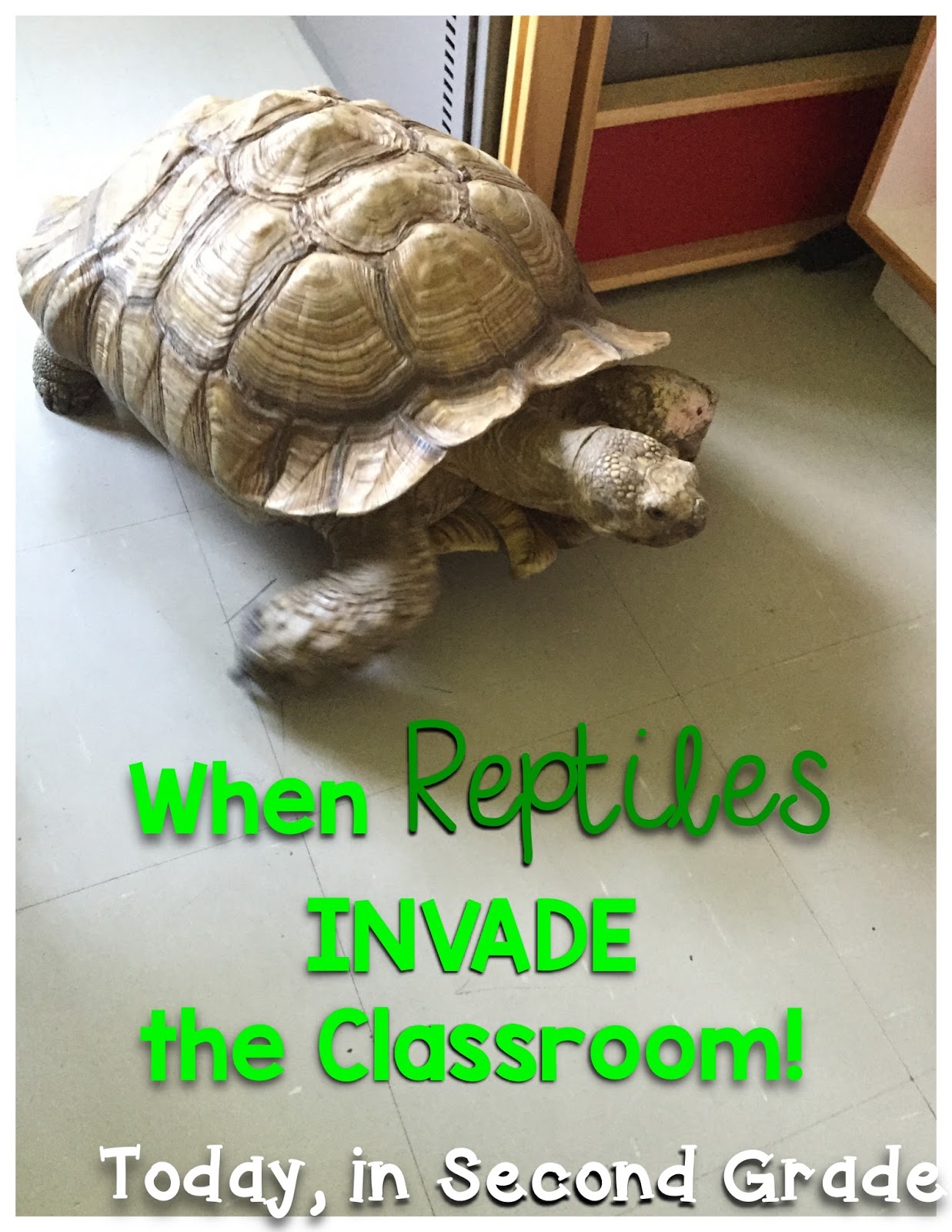 When Reptiles INVADE the Classroom Today in Second Grade