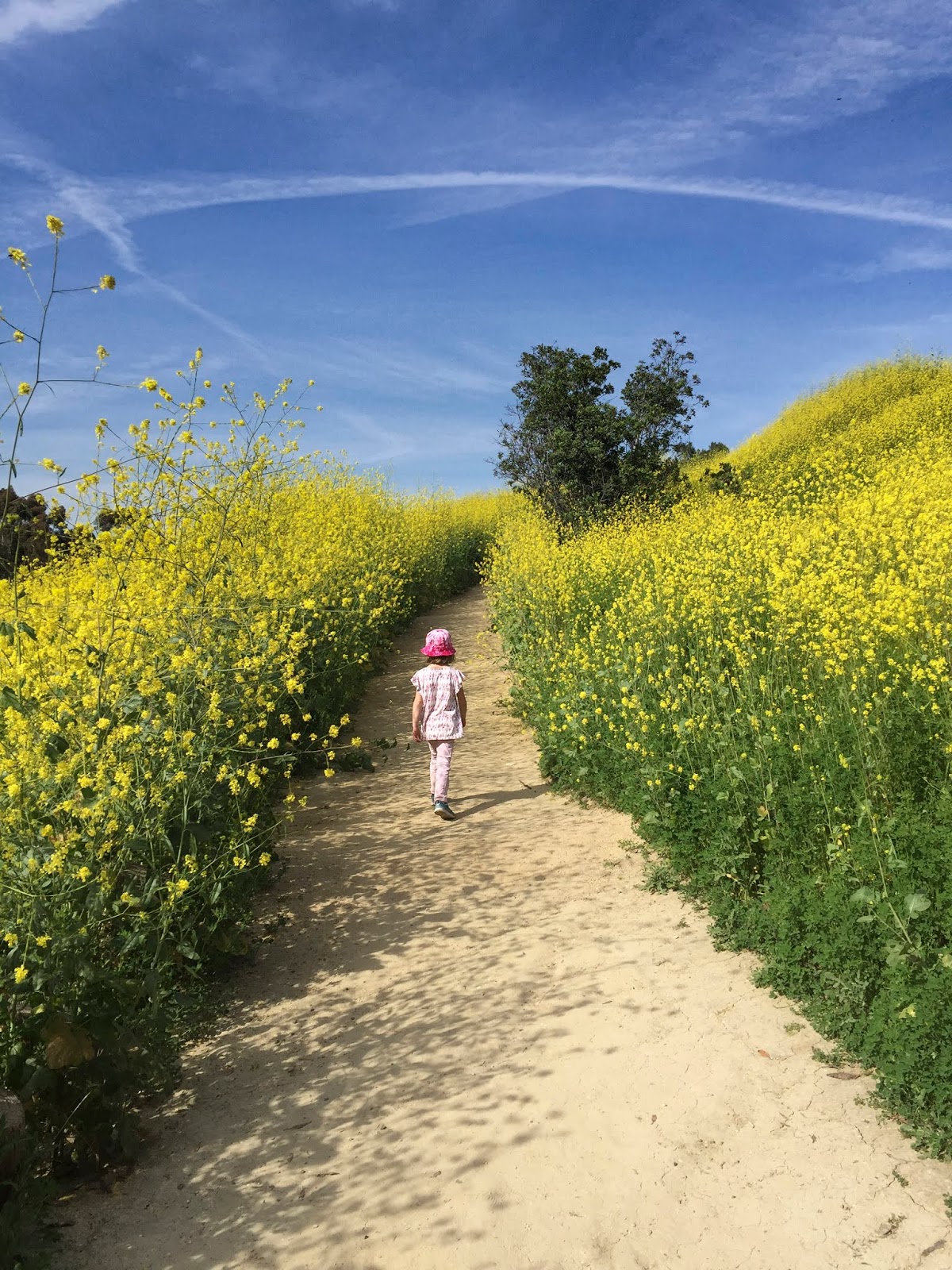 Spare Parts and Pics Invasion of the Giant Mustard Plants!!