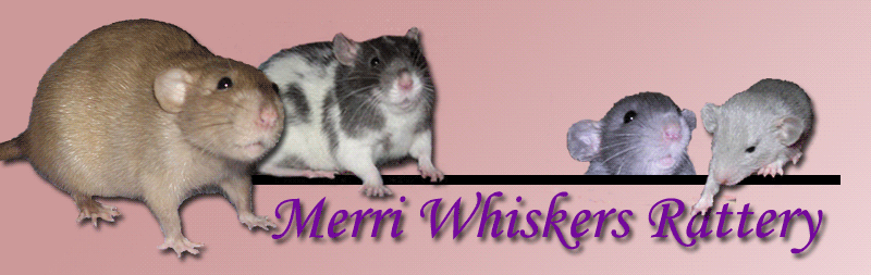 Merri Whiskers Rattery