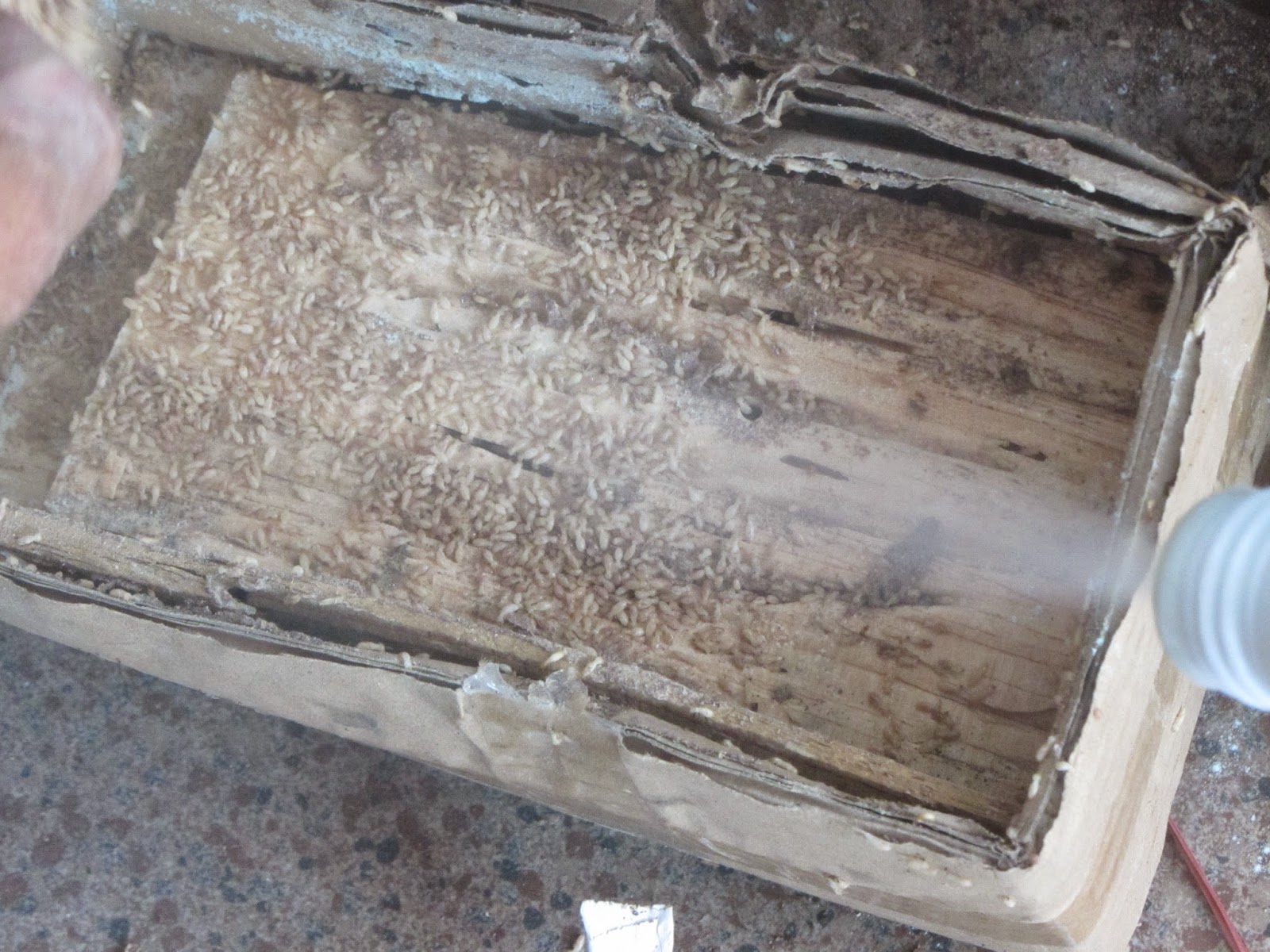 Káº¿t quáº£ hÃ¬nh áº£nh cho HINH ANH DIET MOI