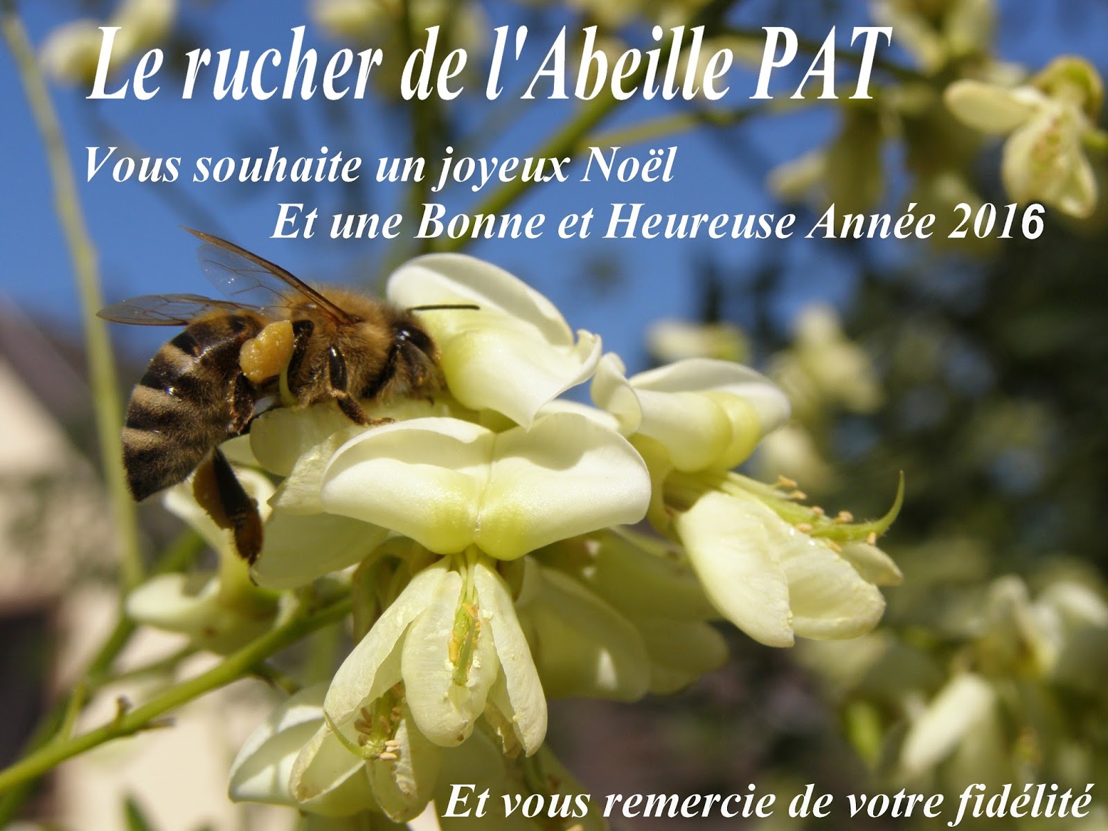 Sweat à Capuche Noël Ruche Abeilles - Design Apiculture Pour Apiculteur - Cadeau Original Fêtes