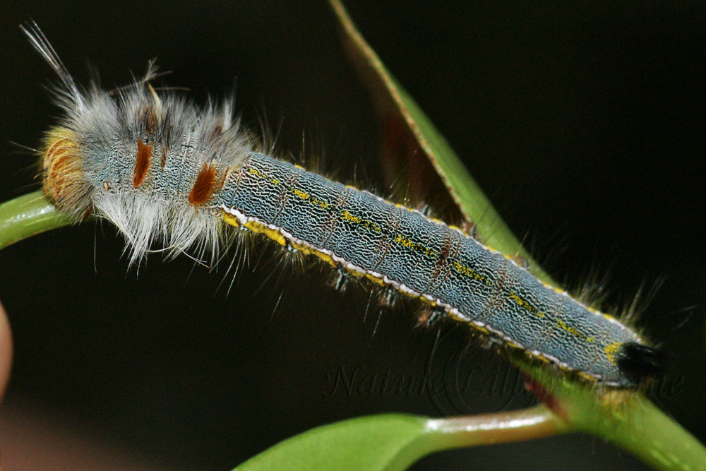 Photo Nature Lilliputienne (macrophotographies) Chenille (Madagascar)