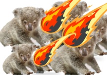 Pluie de météorites sur de pauvres koalas sans défense