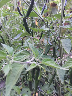 Bistro Don Giovanni - peppers