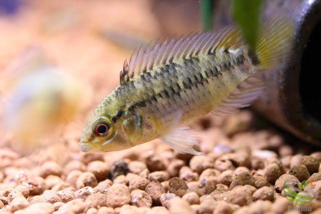 Apistogramma Pedunculata / Rio Caura