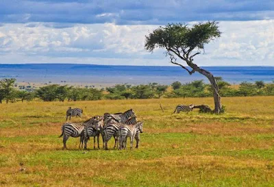 Persebaran Fauna di Permukaan Bumi