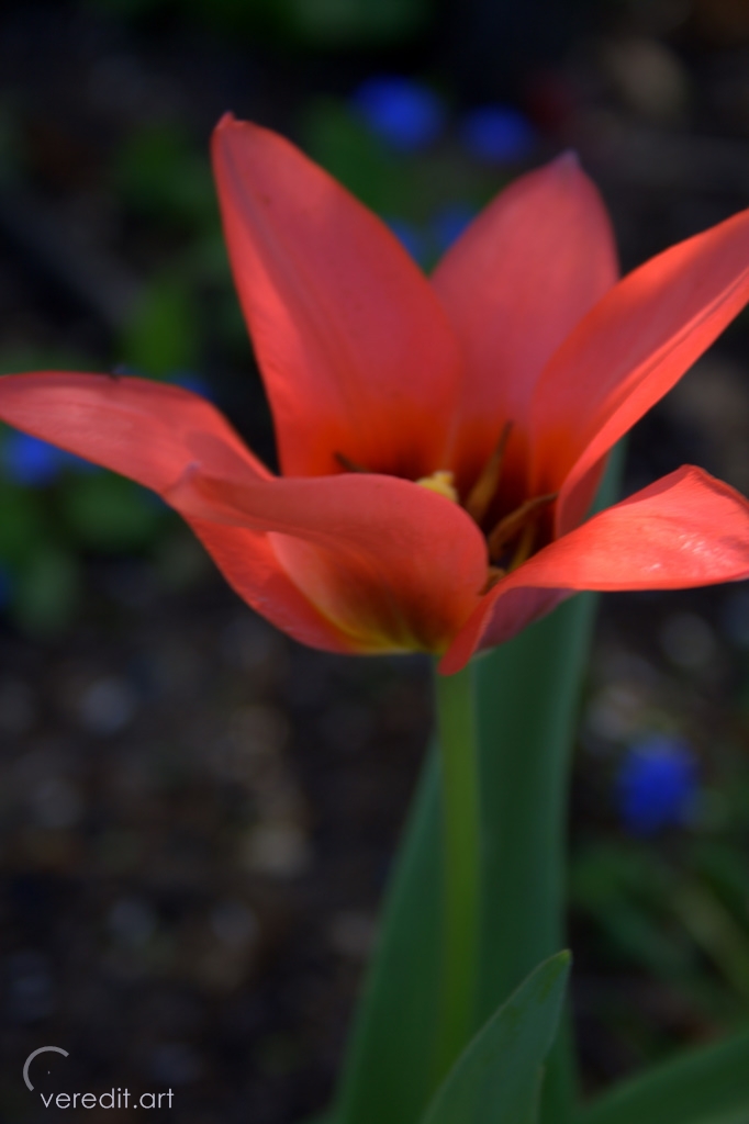 Kinder Gedichte Welt Wilde Tulpen