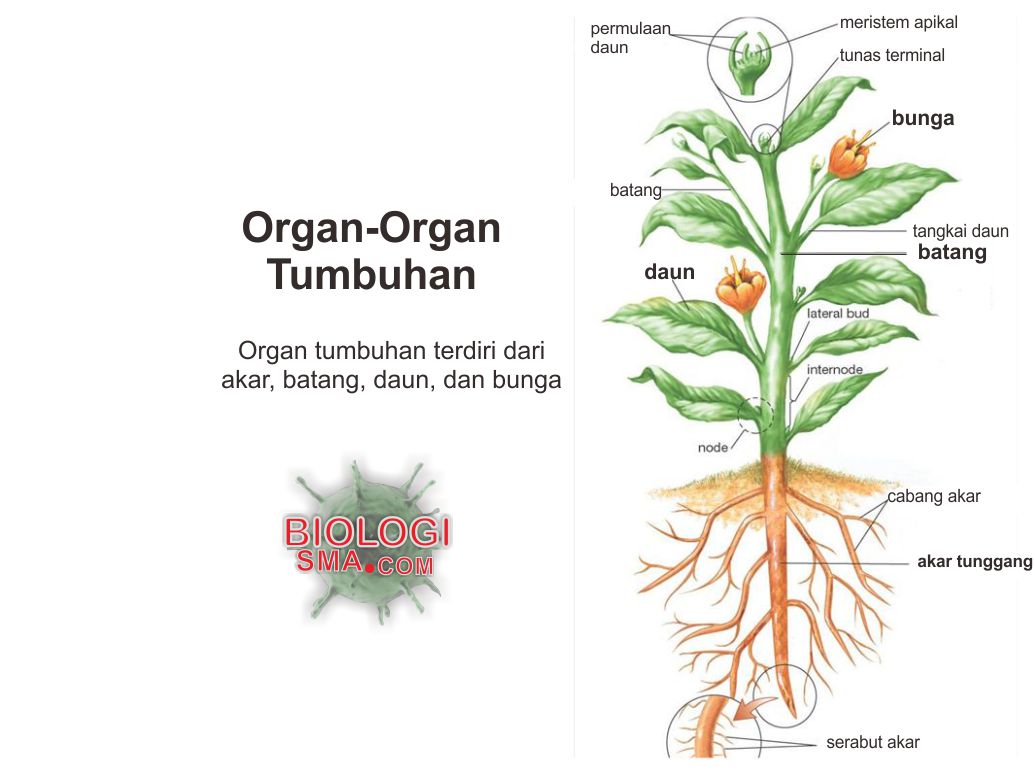 Dunia Biologi Organ Tumbuhan Akar Batang Daun