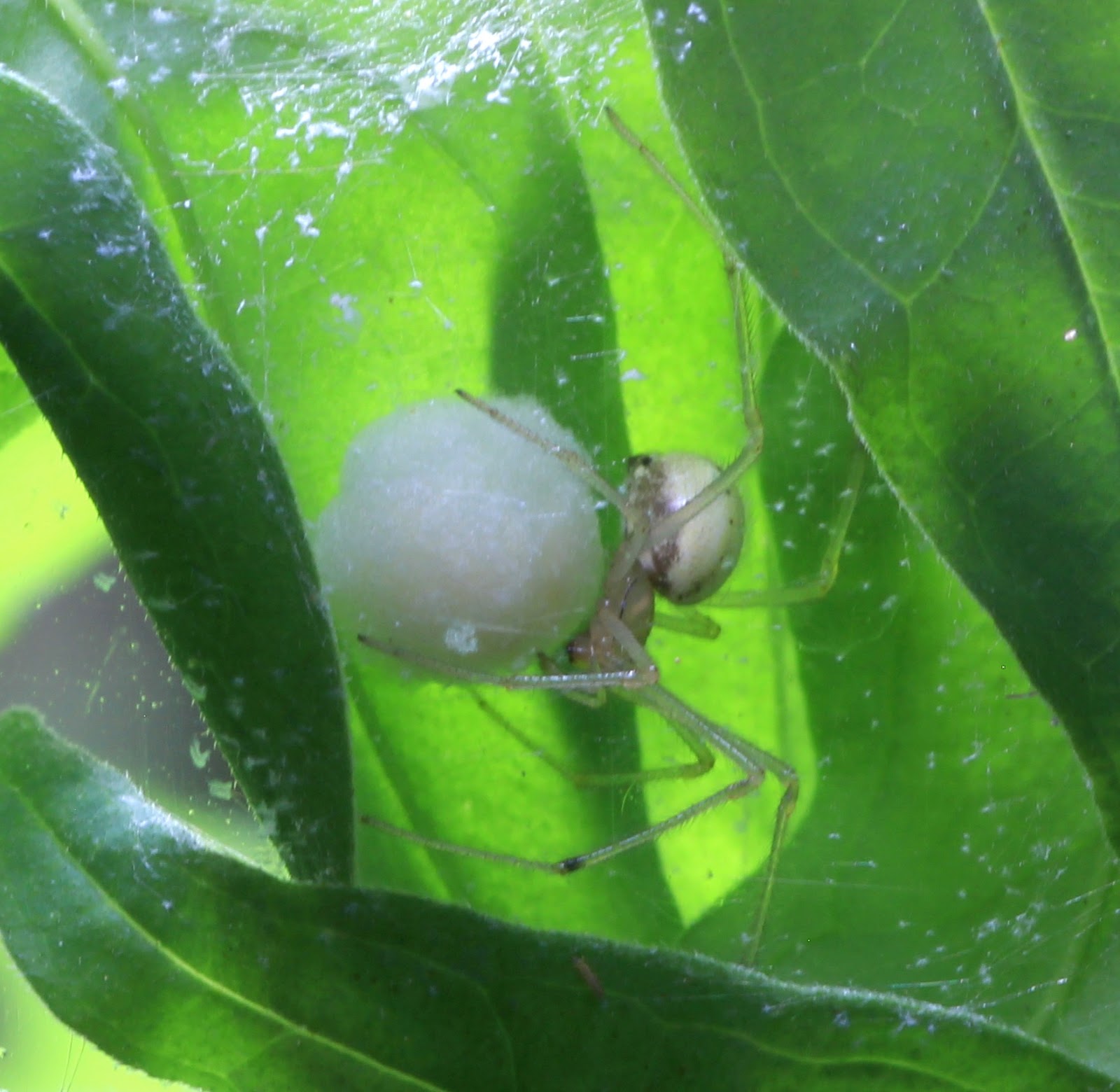 Spider Strand Spider Diary