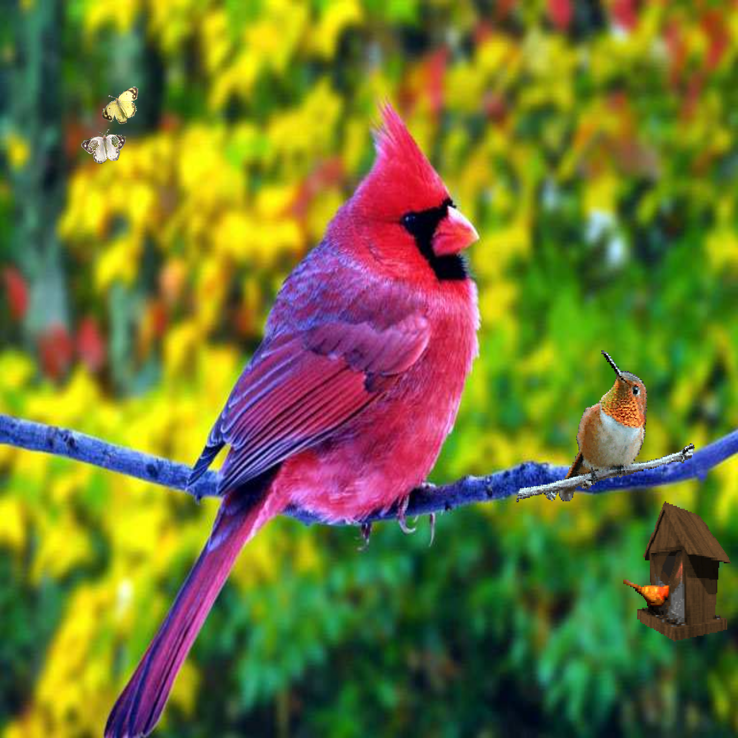 Синяя птица рябины цвет. Пурпурный Кардинал. Красный Кардинал. Длиннохвостый бархатный Ткач. Яркие птицы.