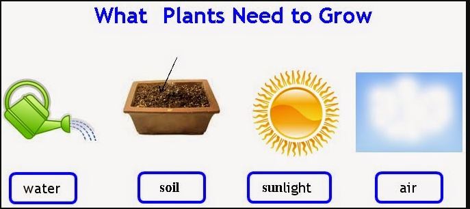 ростки зелени. What plants. идиомы. Don't let the zombies trample the flowers. Don t lose more than plants.