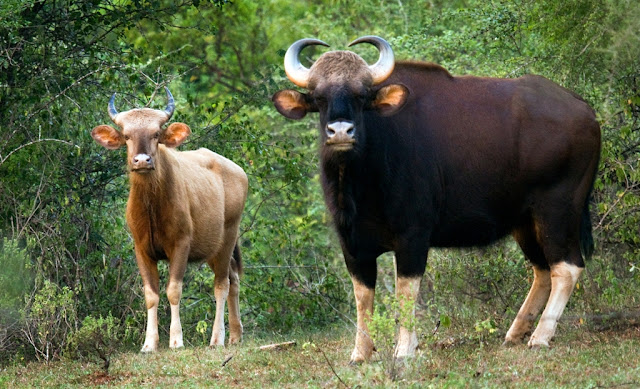 The black and Albino bison at Chinnar Wild life sanctury  Munnar Hill Station Kerala Pick, Pack, Go