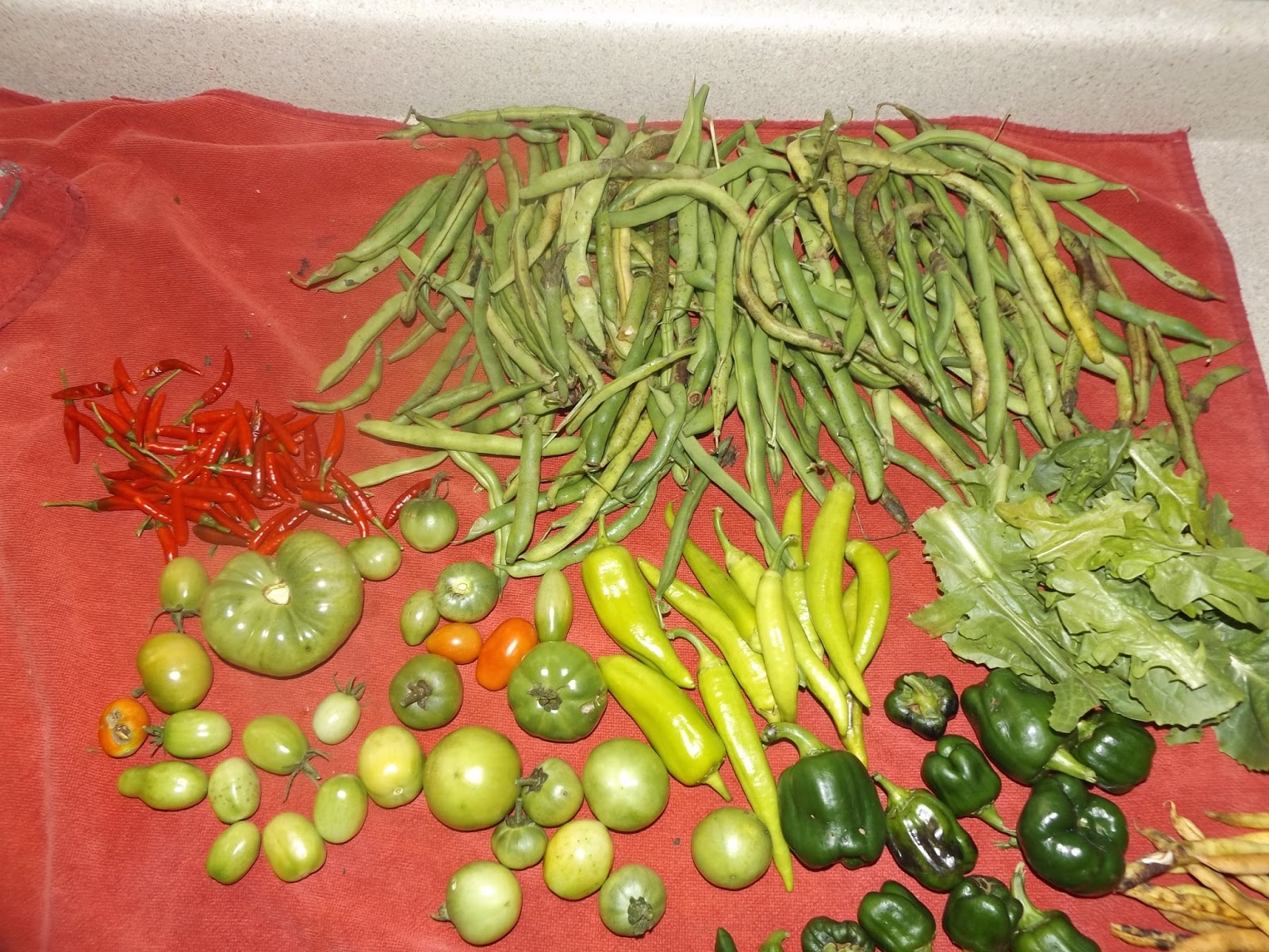 Carrot, pepper, bean harvest Gardening Forums