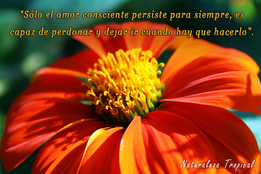 Sólo el amor consciente persiste para siempre, es capaz de perdonar y dejar ir cuando hay que hacerlo.