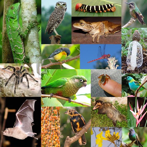 Biodiversidade, Zoologia, Botânica e História Natural