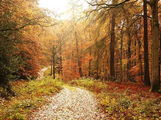 Forest of Dean, Inggris