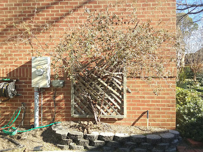 Lady Banks Climbing Rose and Broken Trellis Lady Banks Climbing Rose and Broken Trellis