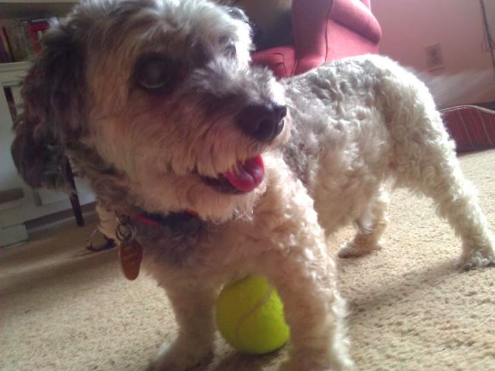 Cute dogs - part 8 (50 pics), dog playing with tennis ball